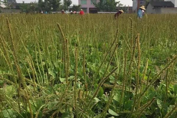 车前草种植产量,附种植方法