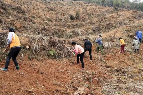 车前草种植产量,附种植方法