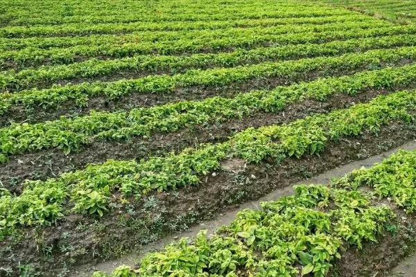 太子参高产量种植技术,附管理方法