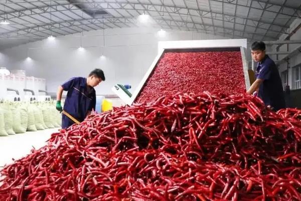 工业辣椒每亩产量是多少公斤,附工业辣椒的种植方法