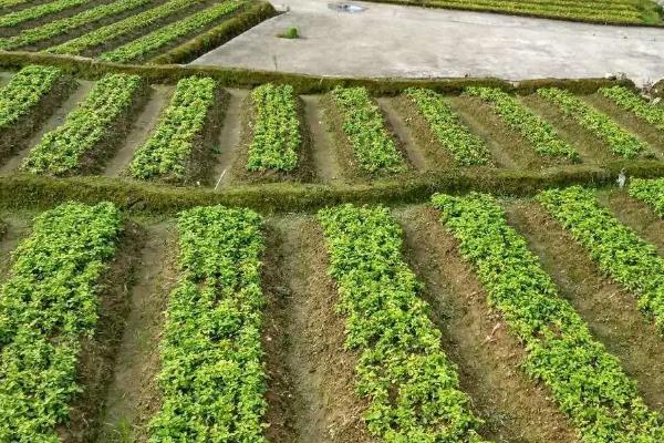 太子参高产量种植技术,附管理方法