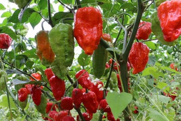 工业辣椒每亩产量是多少公斤,附工业辣椒的种植方法