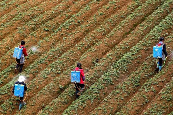 太子参高产量种植技术,附管理方法