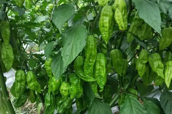 工业辣椒每亩产量是多少公斤,附工业辣椒的种植方法