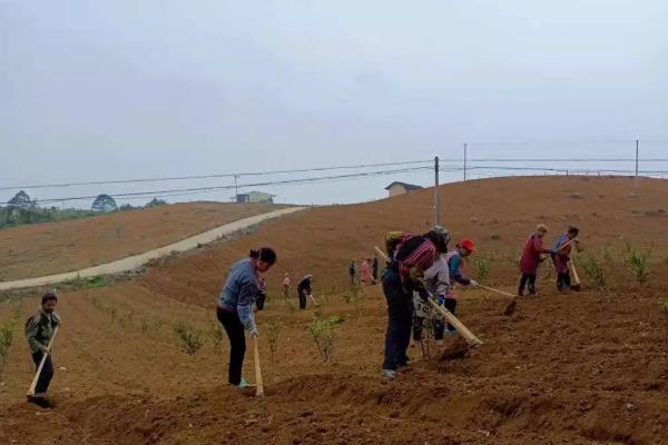 太子参高产量种植技术,附管理方法