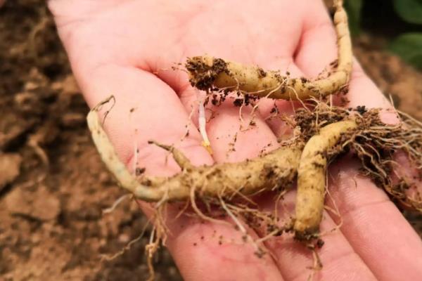 太子参高产量种植技术,附管理方法