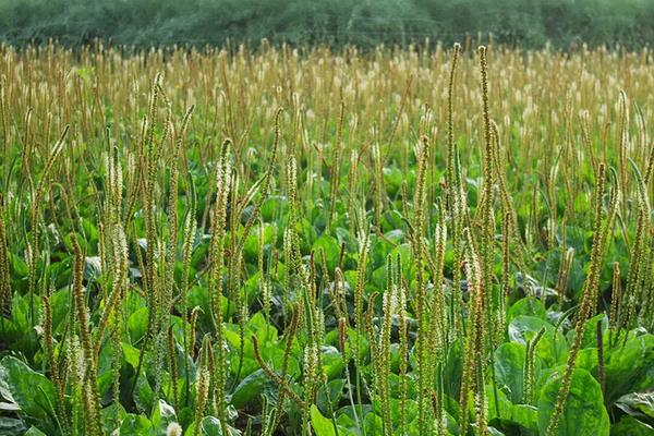 车前草种植产量,附种植方法