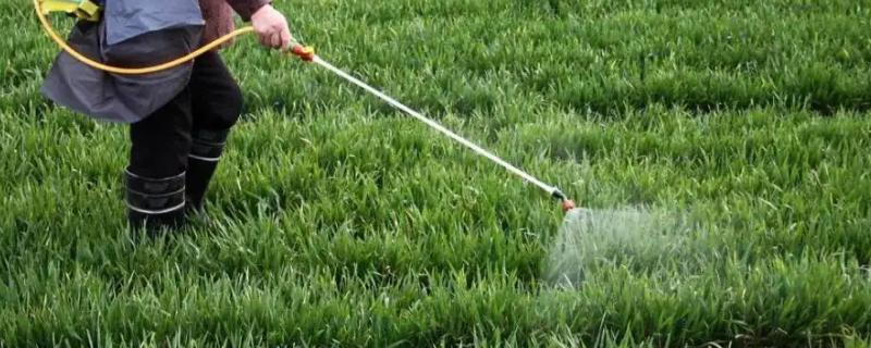 辛硫磷不能在什么作物上用,辛硫磷主要杀什么虫