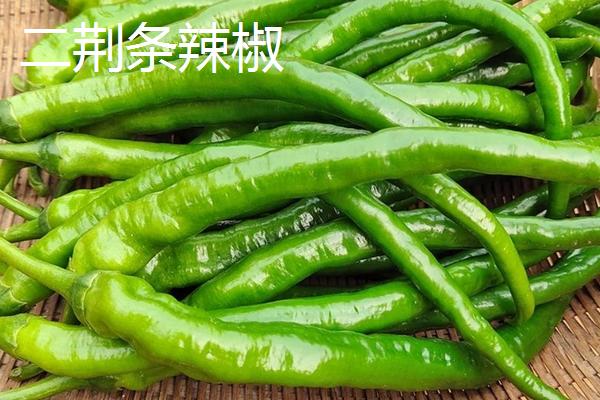 石柱红二荆条的区别