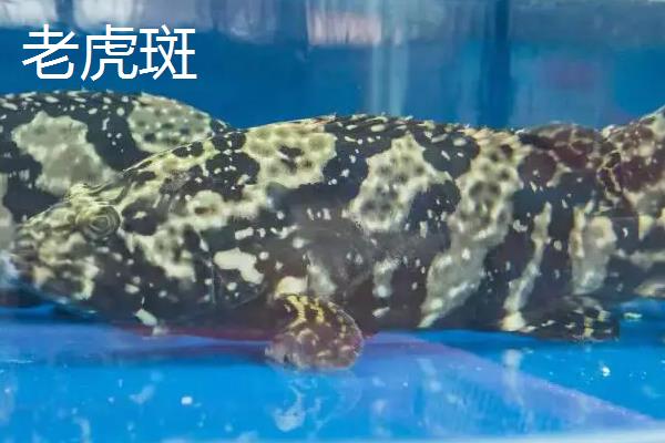 石斑鱼和老虎斑区别