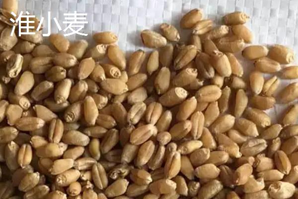 淮小麦和浮小麦的区别