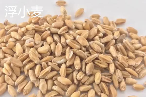 淮小麦和浮小麦的区别