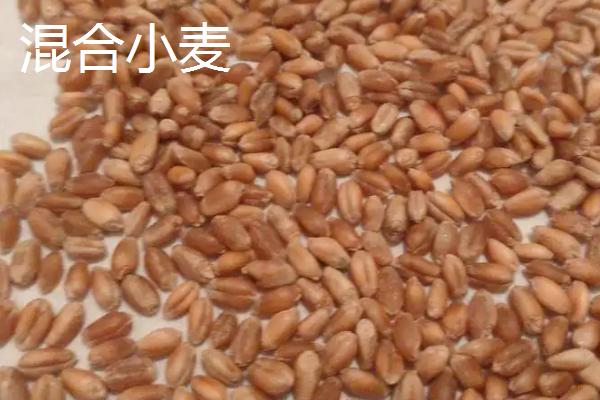 淮小麦和浮小麦的区别