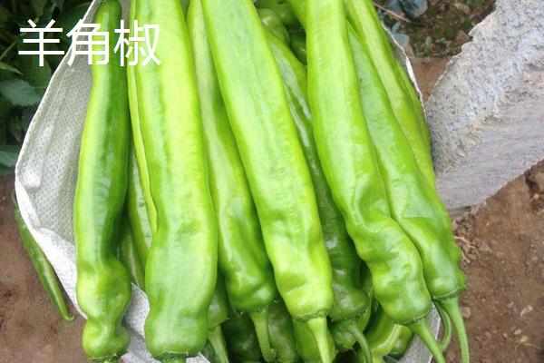 羊角椒和线椒的区别