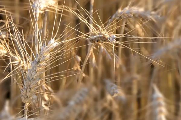 哪种农作物播种范围更广,农作物是指植物吗