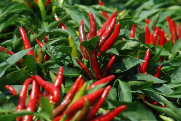 哪种农作物播种范围更广,农作物是指植物吗