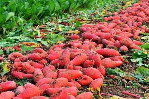 哪种农作物播种范围更广,农作物是指植物吗