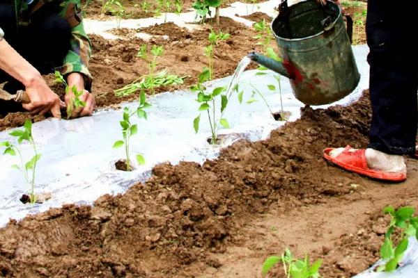 朝天椒种植技术与管理,什么时候种植好