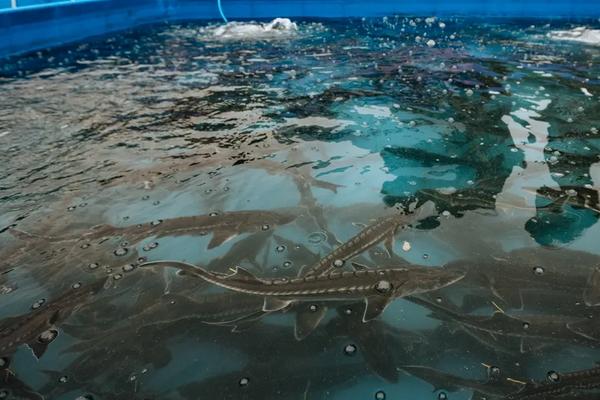 中华鲟养殖 水温 条件,附中华鲟养殖方法