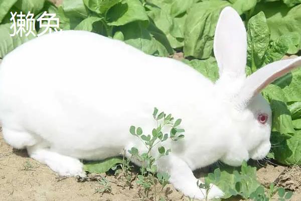 獭兔和雪兔的区别