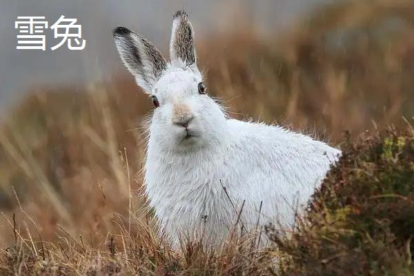 獭兔和雪兔的区别