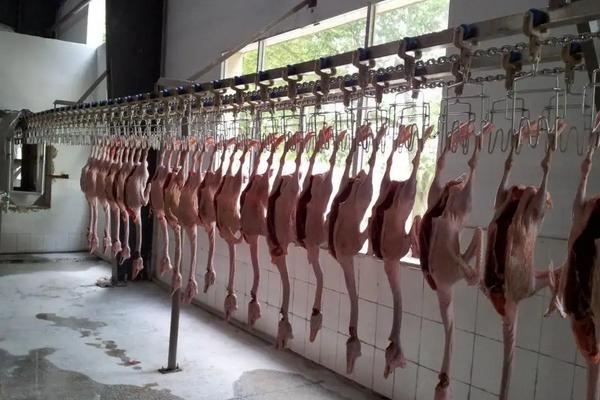 屠宰场杀鹅正确杀法,在家里怎么杀鹅去毛