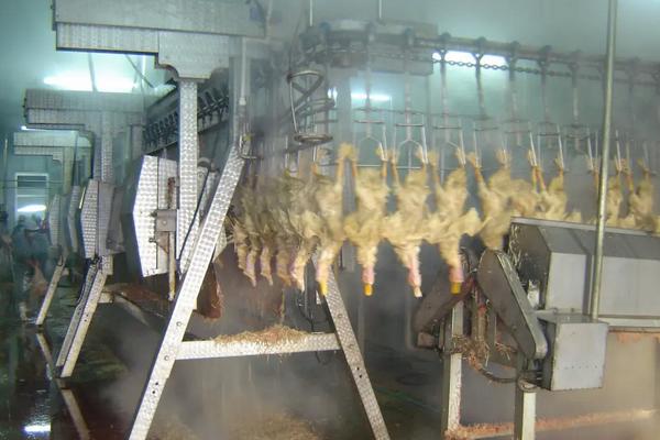 屠宰场杀鹅正确杀法,在家里怎么杀鹅去毛