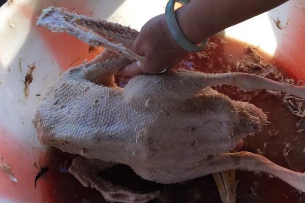 鹅怎么杀的哪个位置，杀好的鹅怎么保持新鲜