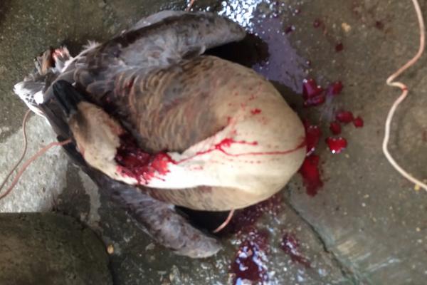 杀鹅割脖子的什么位置,怎么快速去除鹅毛孔里的毛