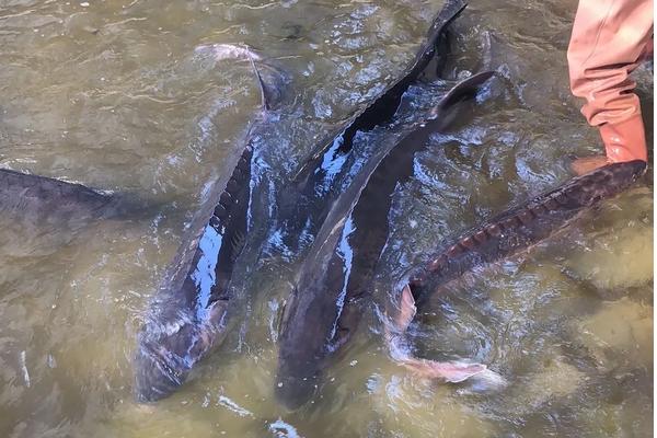 中华鲟养殖 水温 条件,附中华鲟养殖方法