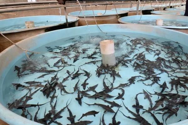 中华鲟养殖 水温 条件,附中华鲟养殖方法