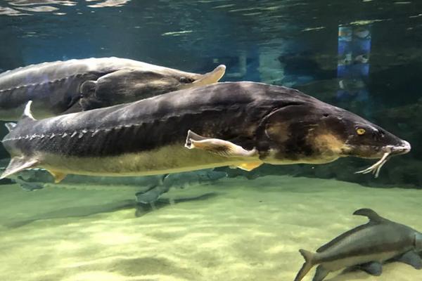 中华鲟养殖 水温 条件,附中华鲟养殖方法