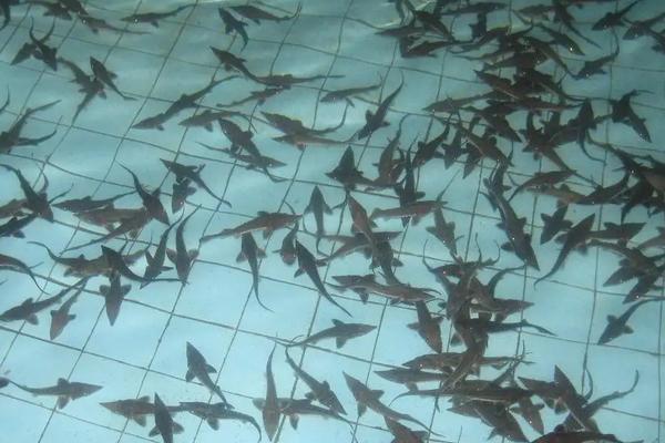 中华鲟养殖 水温 条件,附中华鲟养殖方法