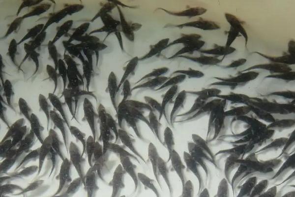 中华鲟养殖 水温 条件,附中华鲟养殖方法