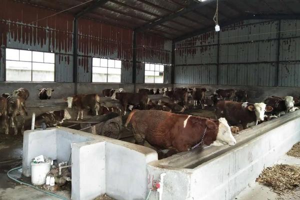 肉牛吃什么饲料长得快，养牛春节对联七字