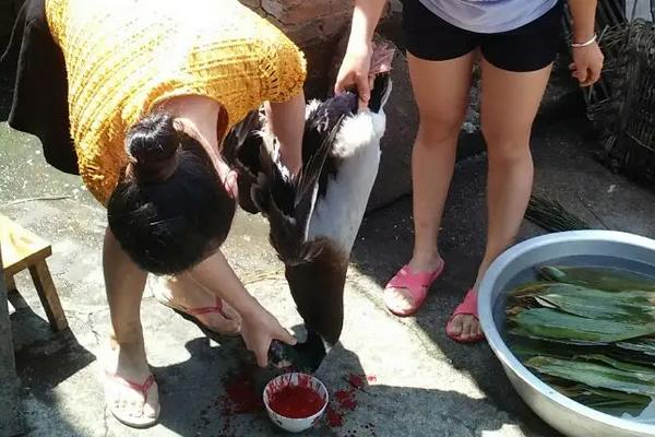 杀鹅割脖子的什么位置,怎么快速去除鹅毛孔里的毛