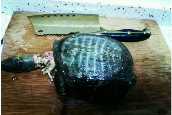 买回来的甲鱼暂时不吃能养几天，买回来的甲鱼怎么处理