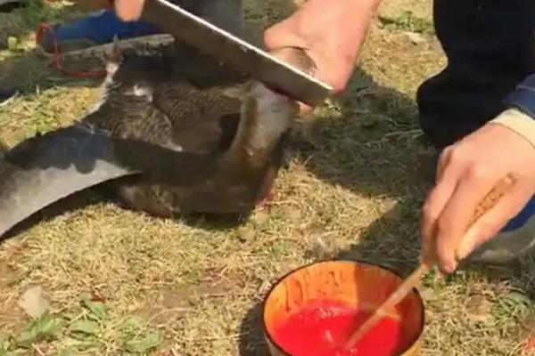 鹅为什么不能在家里杀，如何杀鹅又快又干净