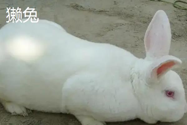 獭兔和肉兔的区别