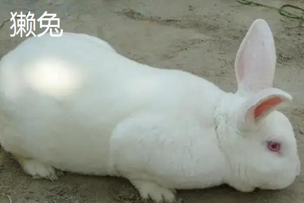 獭兔和普通兔子的区别