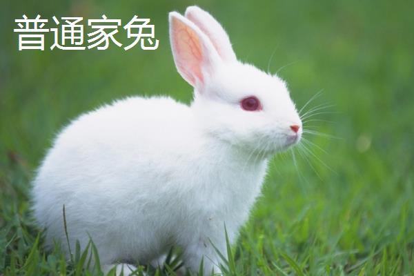 獭兔和普通兔子的区别