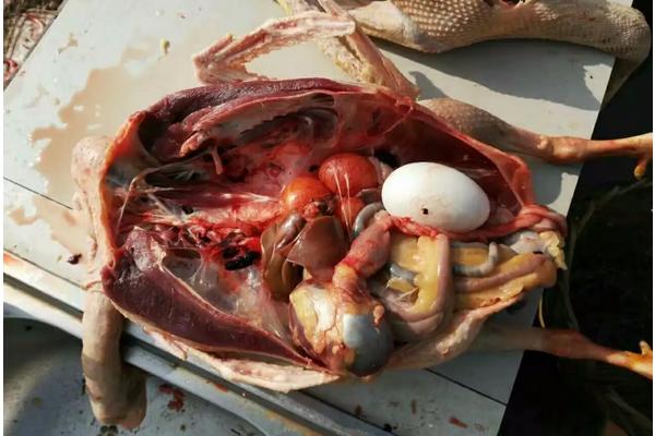 鹅怎么杀的哪个位置，杀好的鹅怎么保持新鲜