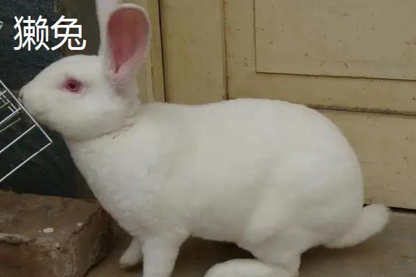 獭兔和伊拉怎么区别