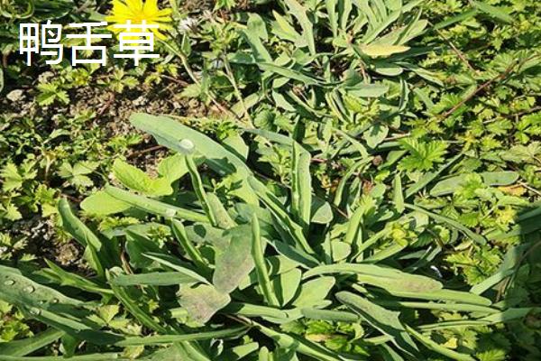 鸭舌草用什么除草剂,鸭舌草和鸭跖草的区别