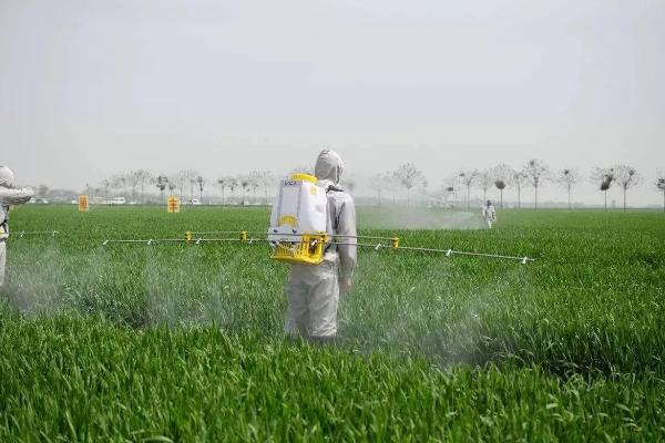 高效氯氟氰菊酯是什么东西,和氯氰菊酯的区别是什么