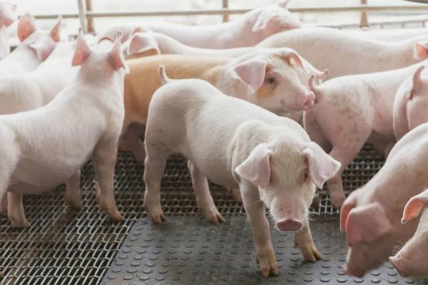 猪吃猪肉吗,猪吃的米糠是什么做的