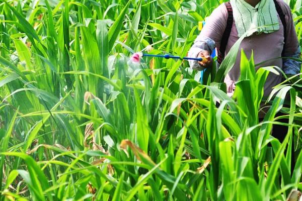 代森锰锌和甲基托布津的区别,可以混用吗