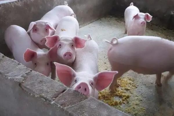 猪吃猪肉吗,猪吃的米糠是什么做的