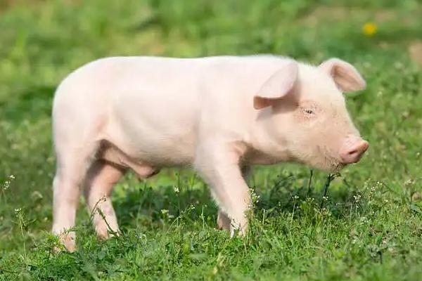 猪吃猪肉吗,猪吃的米糠是什么做的