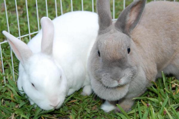 母兔饲料配方,和成兔饲料哪里不同